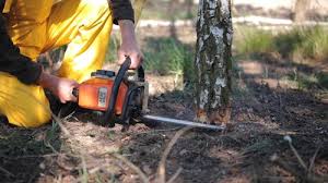 How Our Tree Care Process Works  in Sewalls Point, FL